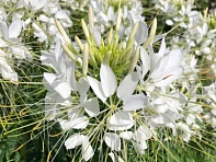 Клеома Хасслера (Sparkler F1)