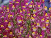 Льнянка гибридная (Enchantment)