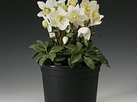 Морозник черный