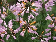 Многоколосник гибридный