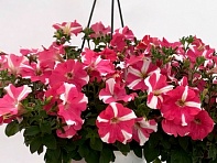 Петуния крупноцветковая гофрированная (Can Can F1)