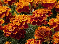 Бархатцы отклоненные (Safari)