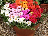 Портулак крупноцветковый (Sunnyside)