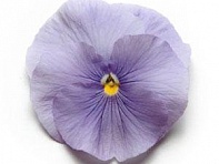 Виола виттрока (Matrix F1)