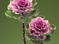 Декоративная капуста (Flare F1)