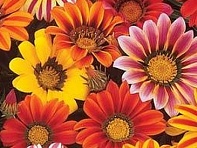 Гацания жестковатая (Sunshine)