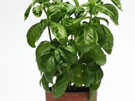Базилик благородный (SIMPLYHERBS BASIL)