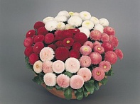 Маргаритка многолетняя