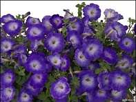 Петуния ампельная гибридная (Gioconda F1)