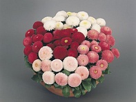 Маргаритка многолетняя (Tasso)