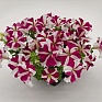 Петуния крупноцветковая (Petunia grandiflora)