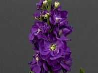 Левкой седой (Mathilda)