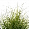 Осока власовидная (Carex comans)