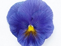 Виола виттрока (Inspire Plus F1)