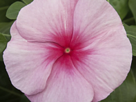 Катарантус розовый ампельный (Cora Cascade XDR F1)