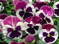 Виола Виттрока