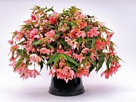 Бегония гибридная ампельная (зеленая листва) (Funky F1)
