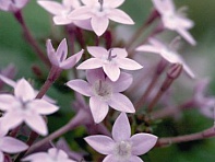 Пентас ланцетовидный (Northern Lights)