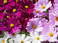 Космея дваждыперистая (Apollo F1)