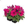 Петуния многоцветковая (генетически компактная) (Petunia multiflora)