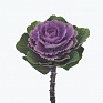 Декоративная капуста (Brassica oleracea)