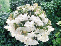 Бегония клубневая махровая ампельная (Illumination F1)