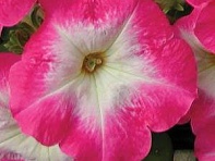 Петуния многоцветковая (Mirage F1)