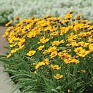 Кореопсис крупноцветковый (Coreopsis grandiflora)