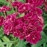 Гвоздика турецкая (Dianthus barbatus)