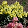 Львиный зев (Антирринум) махровый (Antirrhinum majus)