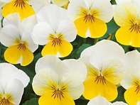 Виола рогатая (Floral Power F1)