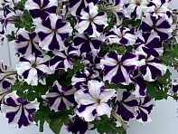 Петуния крупноцветковая гофрированная (Can Can F1)