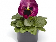 Виола Виттрока