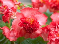 Бегония вечноцветущая махровая (зеленая листва) (Fiona F1)