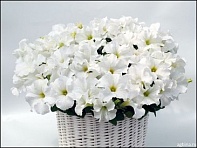 Петуния ампельная гибридная (Capri F1)