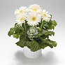 Гербера Джемсона (Gerbera jamesonii)