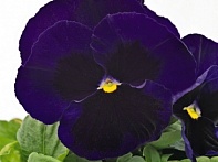 Виола виттрока