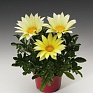 Гацания жестковатая (Gazania rigens)