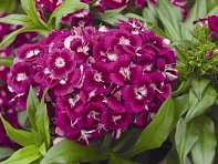 Гвоздика турецкая (Barbarini F1)