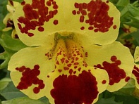 Губастик гибридный (Maximus F1)