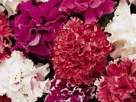 Петуния крупноцветковая махровая (Glorious F1)