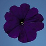 Петуния многоцветковая (Petunia multiflora)