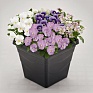 Виола рогатая (Viola cornuta)
