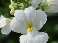 Немезия лазоревая