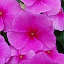 Катарантус розовый (Vinca rosea)