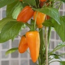 Перец летний (Capsicum annuum)