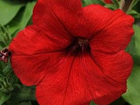 Петуния многоцветковая (генетически компактная) (Lo Rider F1)