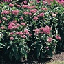 Пентас ланцетовидный (Pentas lanceolata)