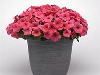 Петуния ампельная гибридная (E3 Easy Wave F1)