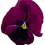 Виола виттрока (Viola wittrockiana)